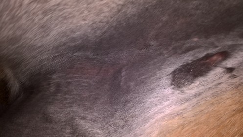 Sarkoid Bionenfasertherapie